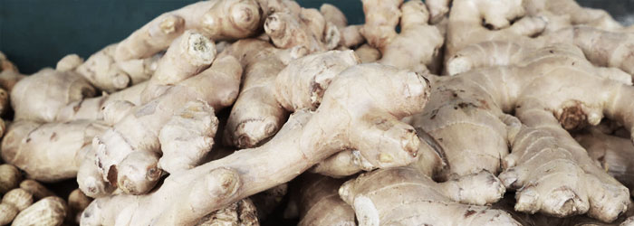 ginger for horse ulcers